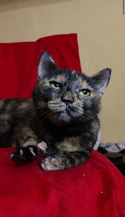 Кіт, кішка, безкоштовно