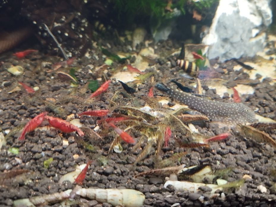 Krewetki neocardina mix
