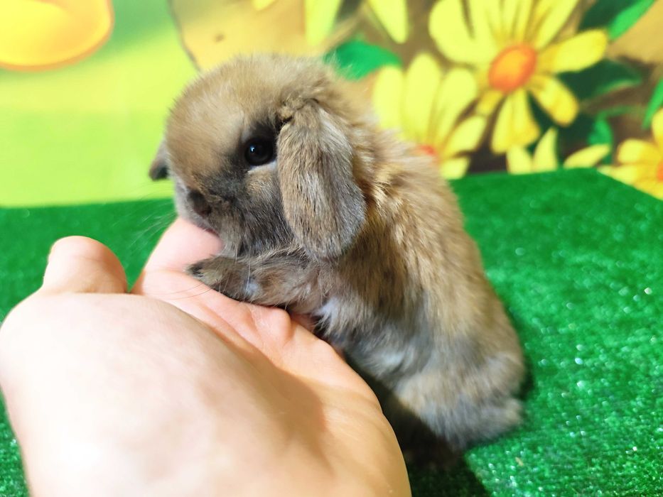 PIĘKNE Mini Lop królik miniaturka karzełek rex baranki teddy