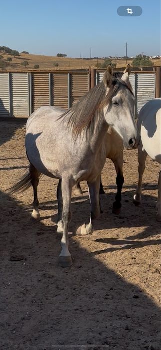 Poldra Lusitana com 4 anos