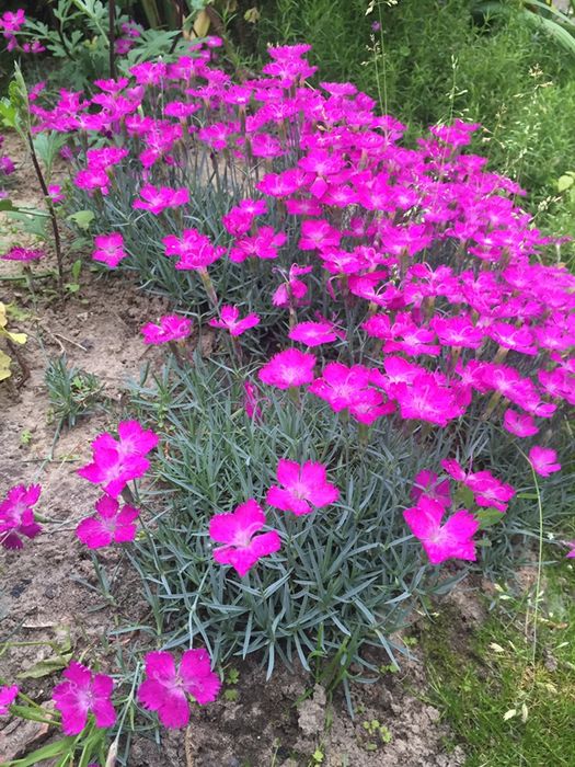 Гвоздика, армерія, каменеломка продажа