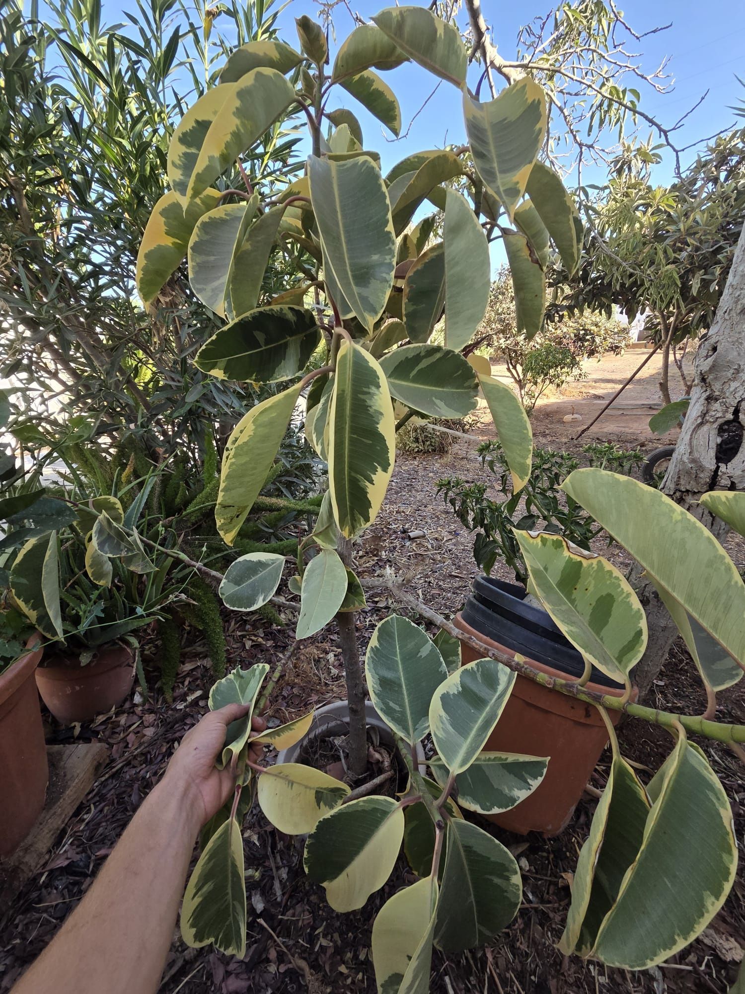 Plantas exóticas e comuns