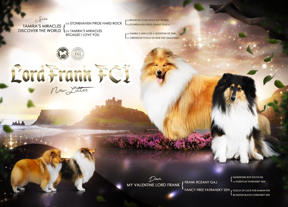 Owczarek szkocki długowłosy ZKwP FCI