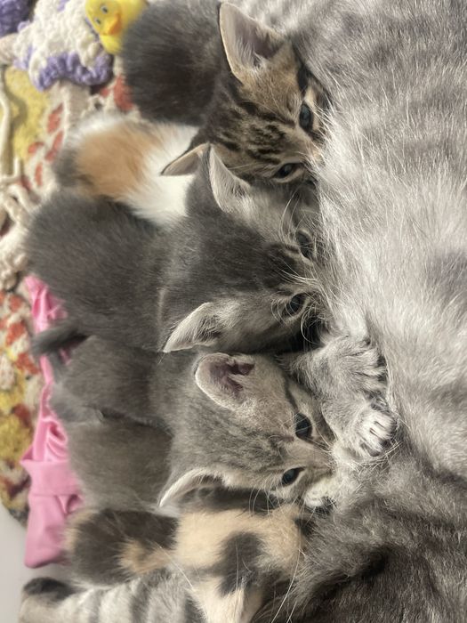 Отдадим котят в хорошие руки