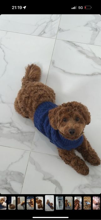 Случка мальтипу