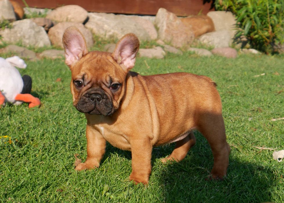 Buldog francuski FCI, prawdziwy rodowód ZKwP cudowna ruda suczka XENA