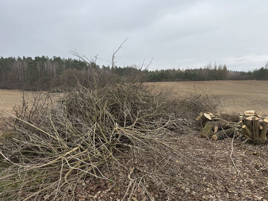 Usługi Rębakiem/Mielenie Gałęzi/Zrębkowanie/Rozdrabnianie - Stegna