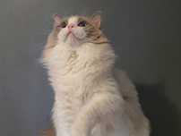Ragdoll przepiekny kocurek blue bicolour wspanialy rod.FPL Hodowlany