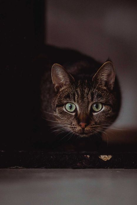 Pięknie umaszczony koucr