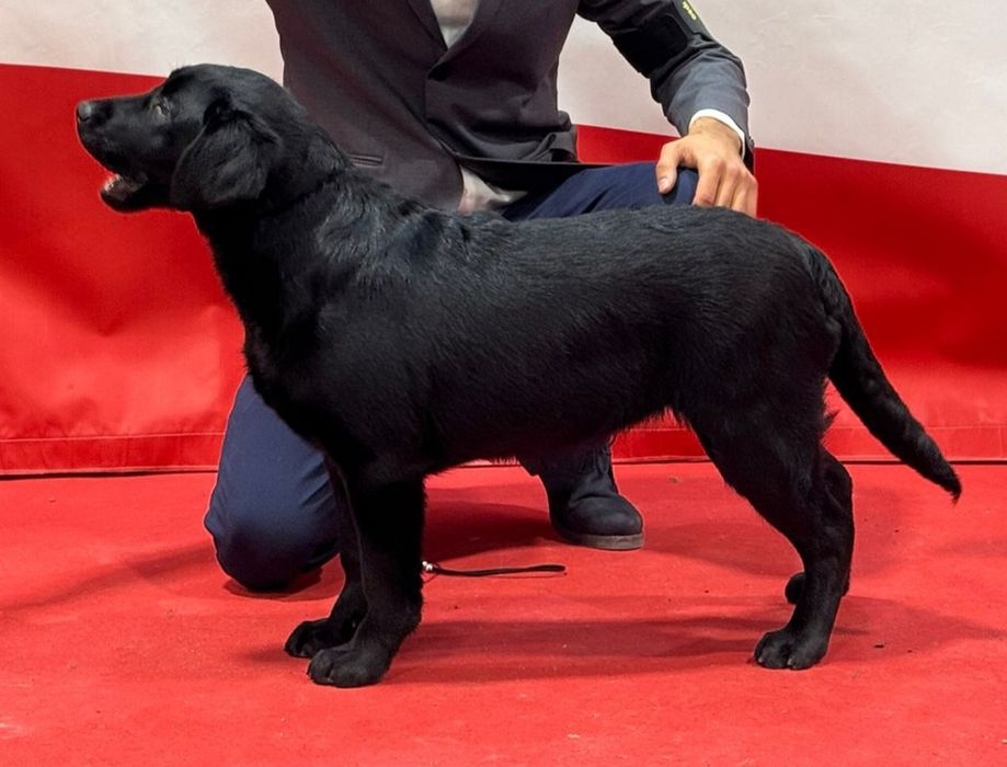 Labrador Retriever com lop e afixo