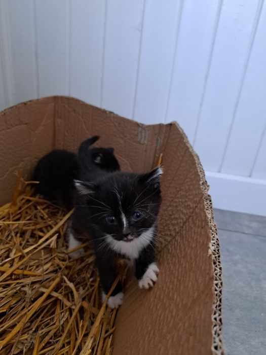 Oddam 3 małe kotki w dobre ręce