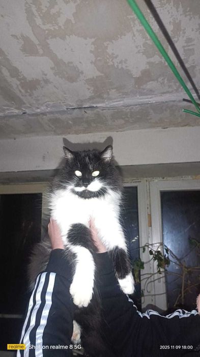 Котикам срочно нужен дом - хозяева умерли!