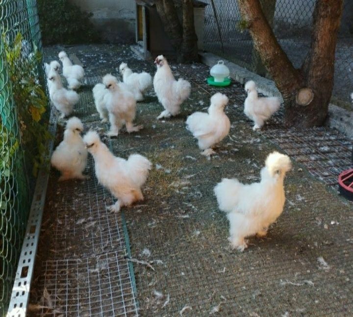 Para parka Kury kura silka silki białe usa puch puchowe kogut kogucik