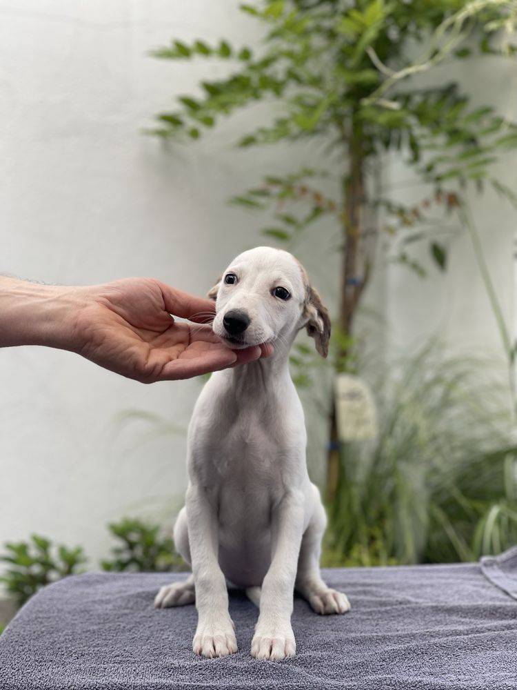 Whippet suczka gotowa do odbioru Revirado FCI ZKwP