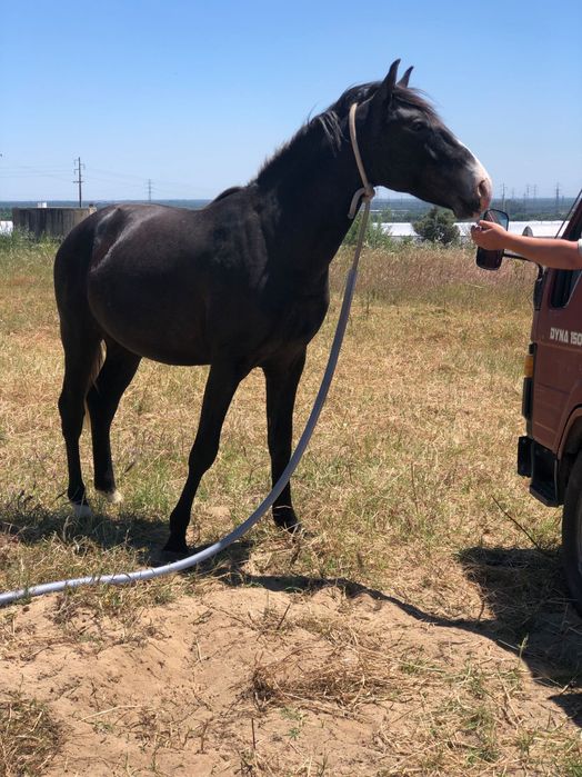 Poldro lusitano muito típico