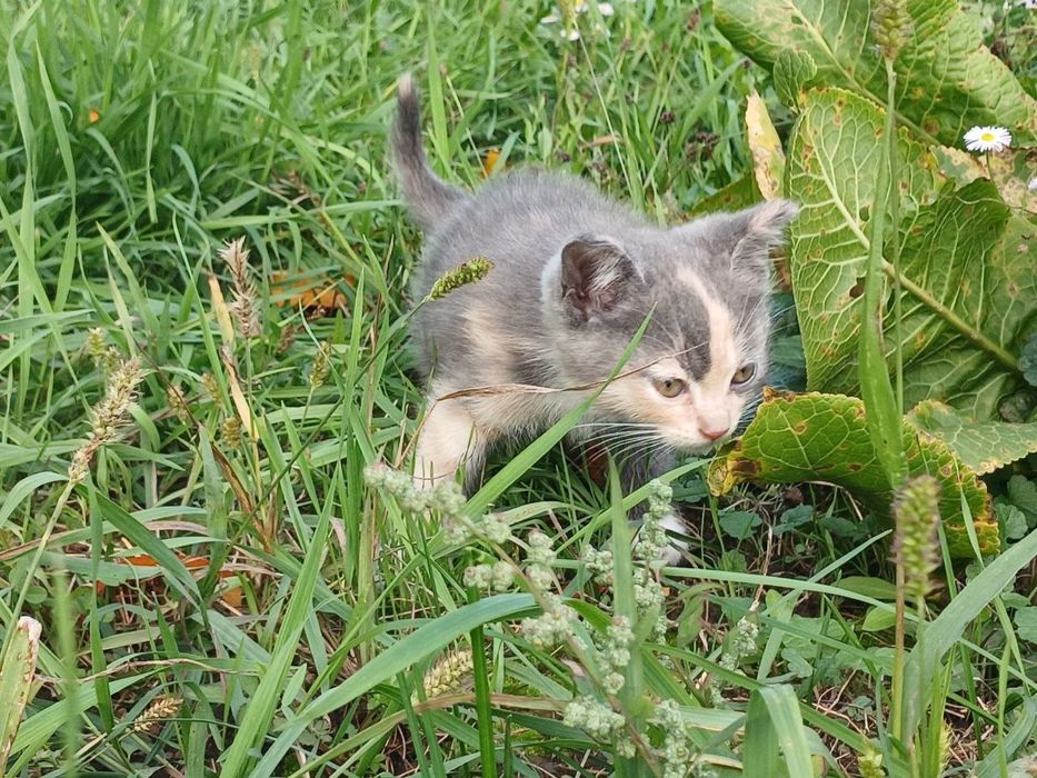 Милі  малята шукають дім