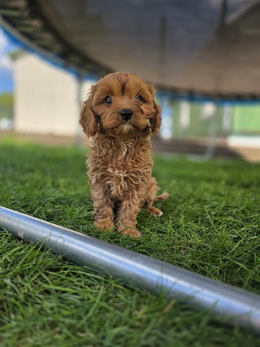 Cavapoo suczka f1