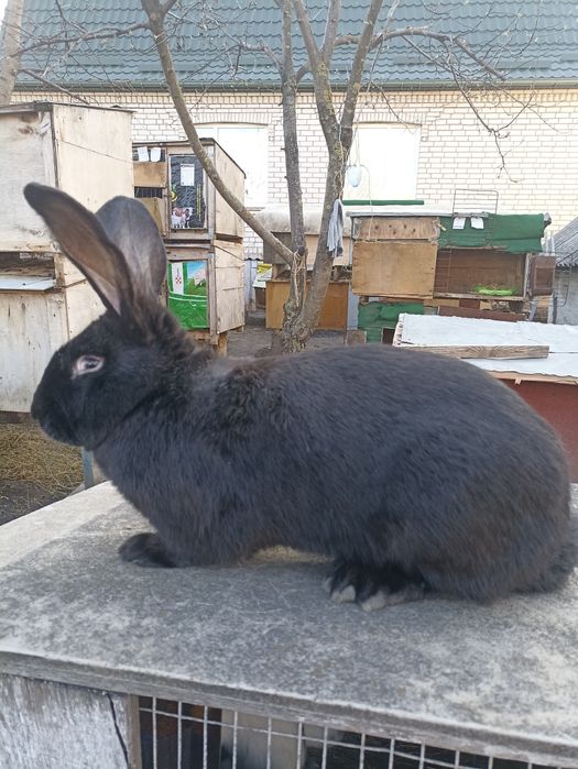 Кролики від малого до дорослого НСВ