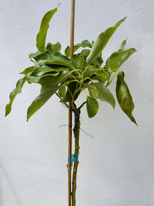 Abacate enxertado Pinkerton, Zutano, Fuerte, Reed, Hass, Bacon