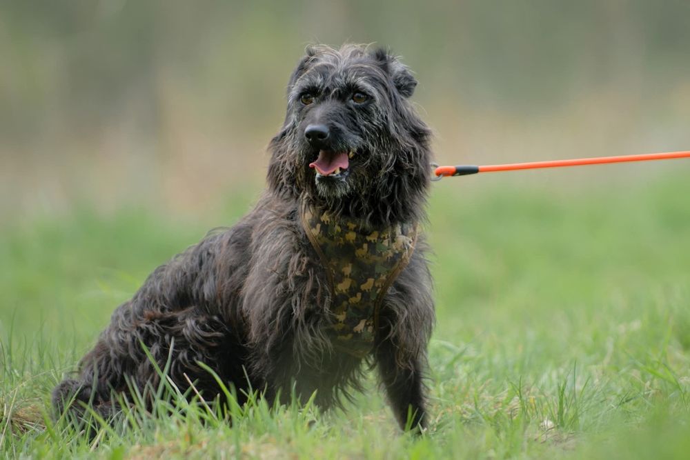 Migotka, piekna sunia do adopcji