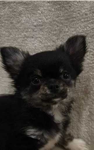 Шикарна дівчинка АССОЛЬ