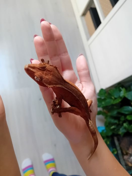 Gekon orzesiony samiczka RED