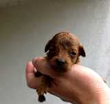 Pudel toy  mini red brown suczka Xss Vip