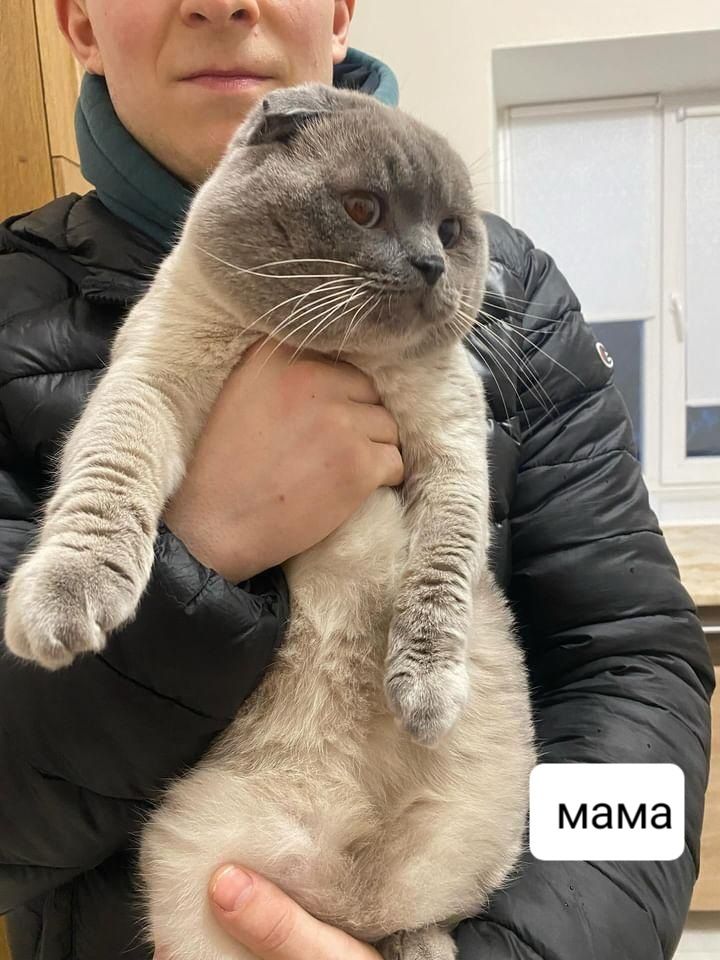 Кошення породи Скоттіш фолд