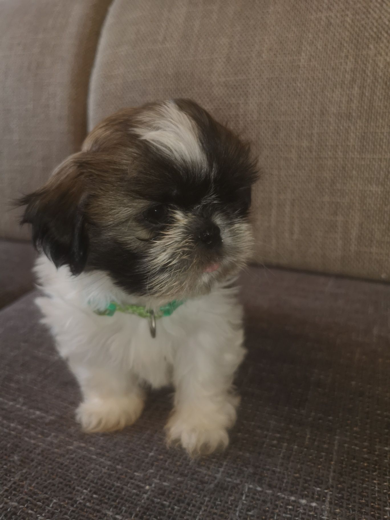 Szczeniaczek Shih-tzu piesek