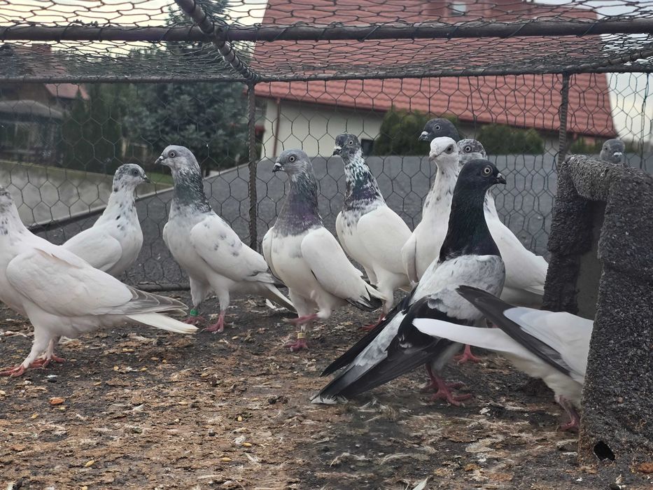 Budapeszty lot 20 sztuk ganiane