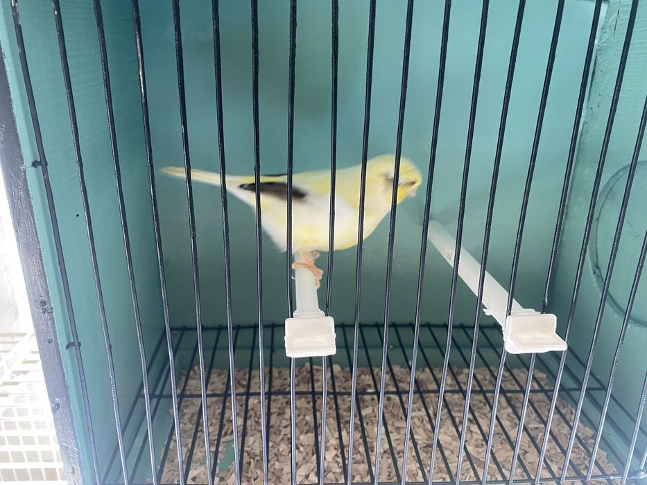 Canarios machos e femeas