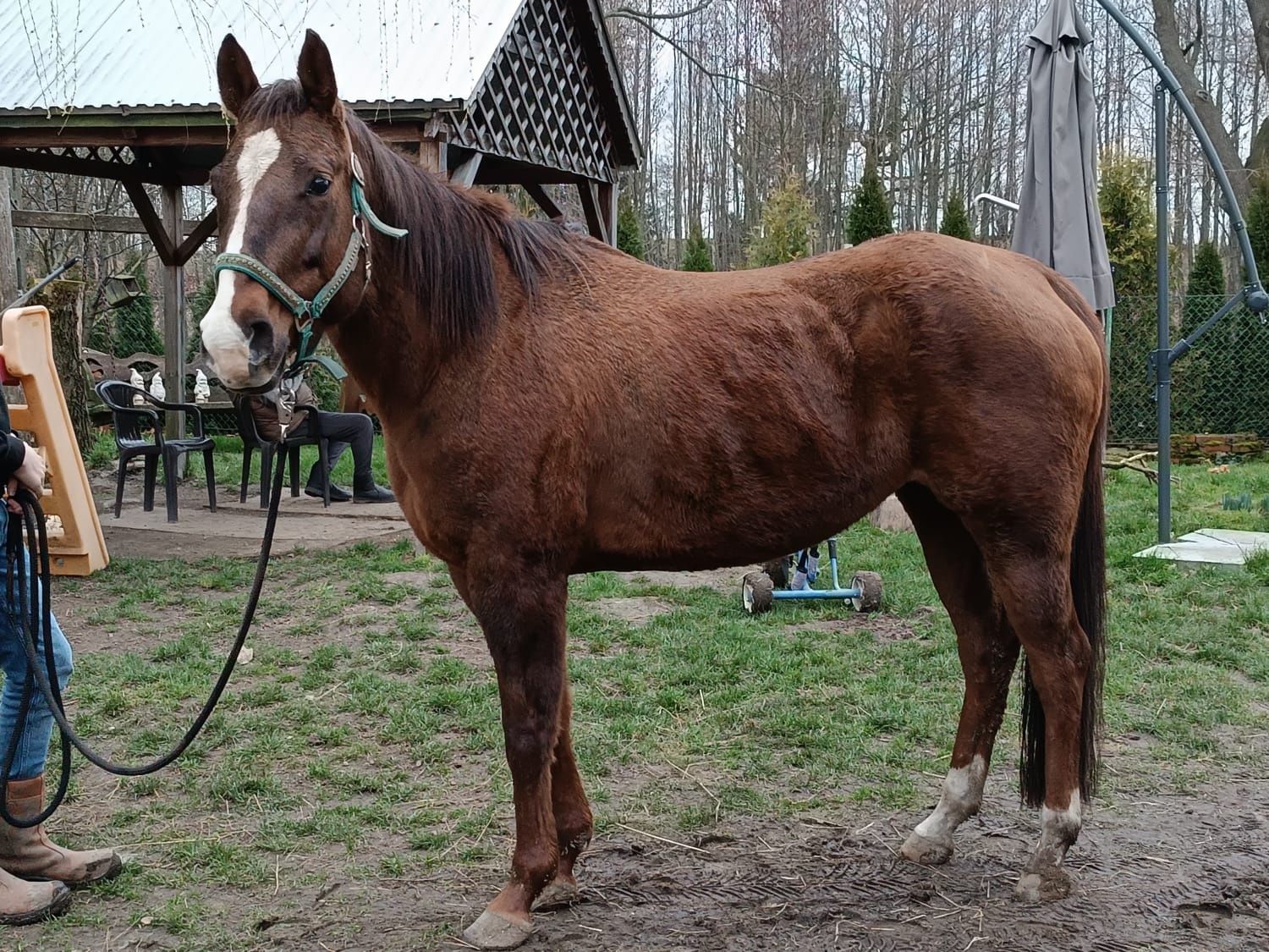 Klacz AQH/American Quarter Horse lini pleasure