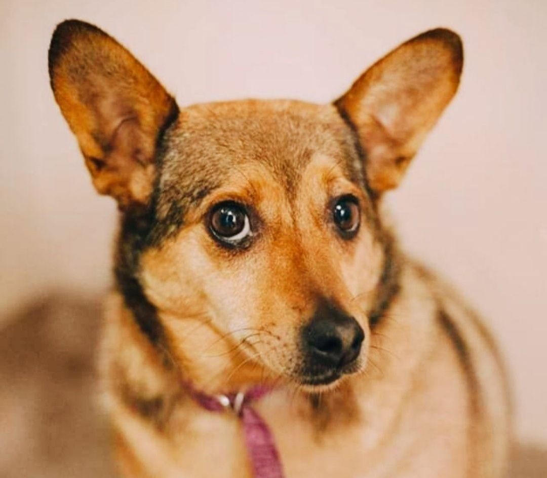 Sunieczki w typie Corgi, po likwidacji schroniska.