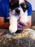Shih tzu -tricolor suczka z rodowodem
