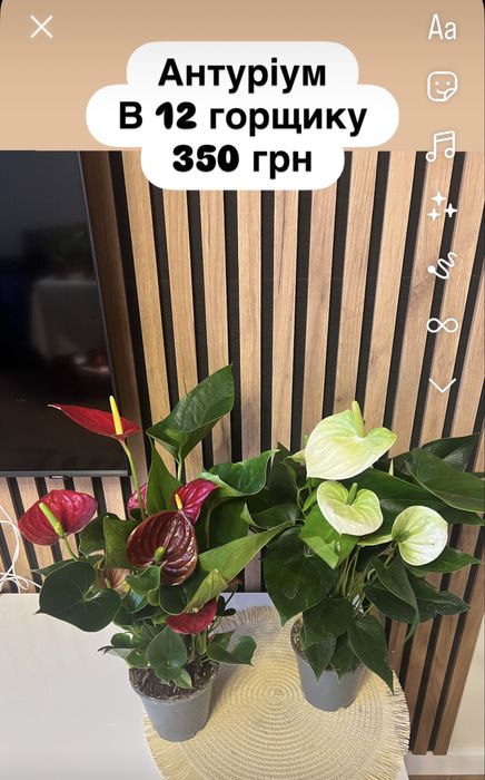 Вазони, папороть, сансевієрія, фікус, антуріум, кактус, каланхоє