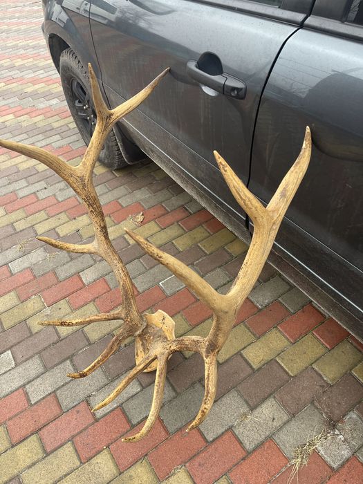 Колекційні шикарні роги благородного оленя трофей