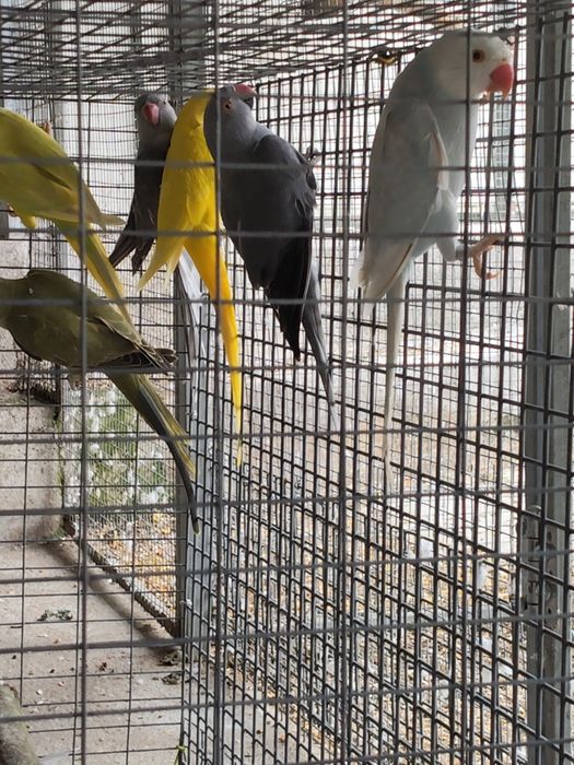 Ring Necks Cedência