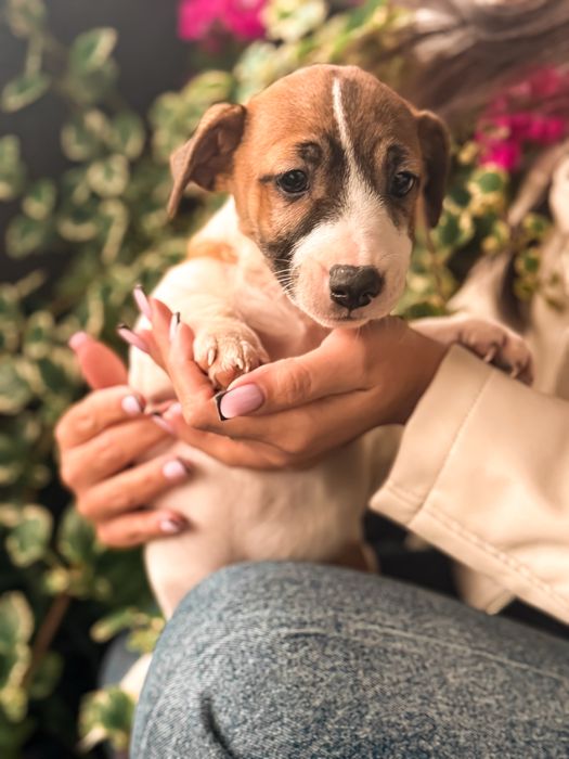 Jack Russell Terrier piesek