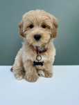 Maltipoo biszkoptowy piesek