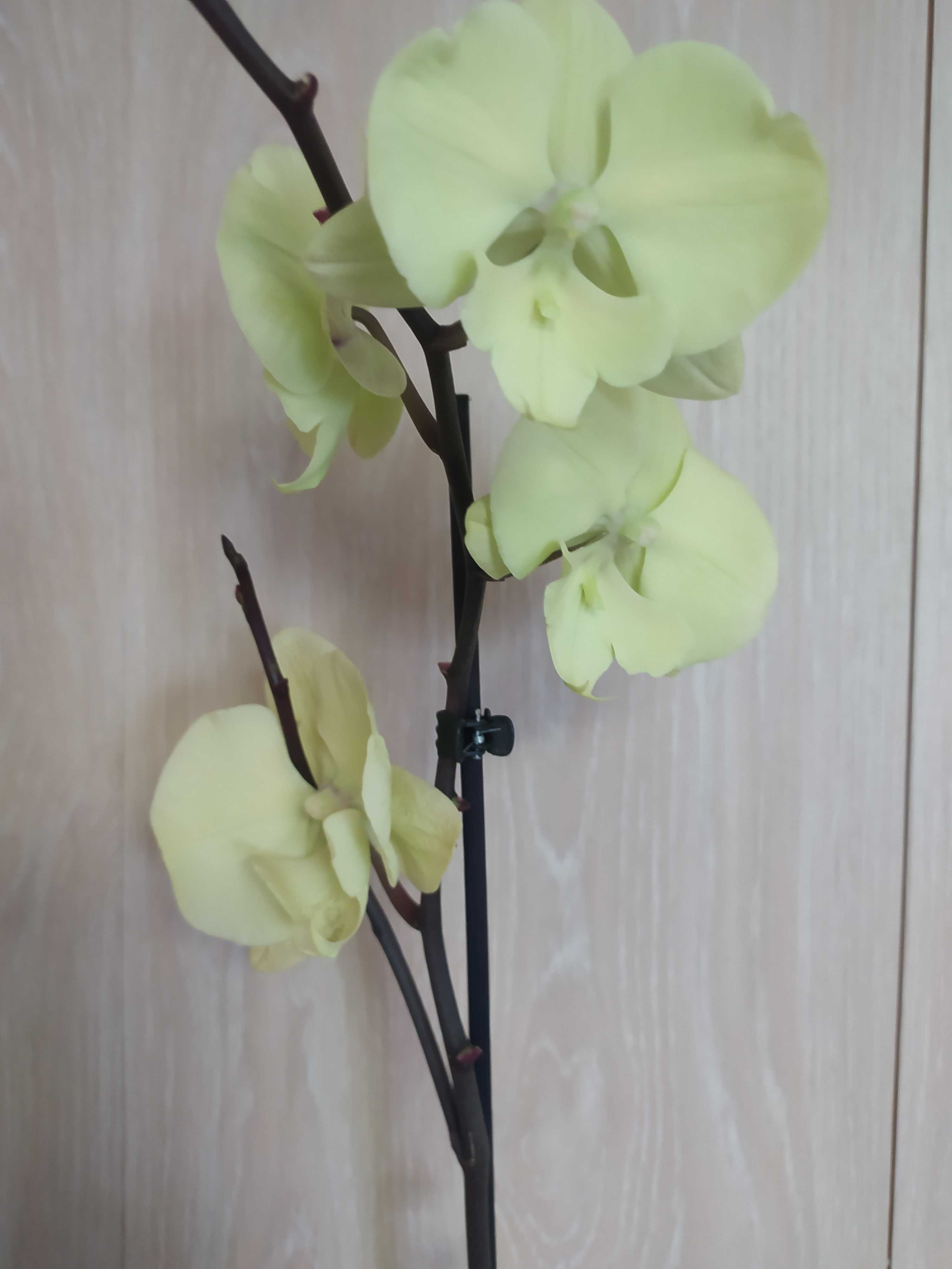 Орхідеї та інші кімнатні квіти
