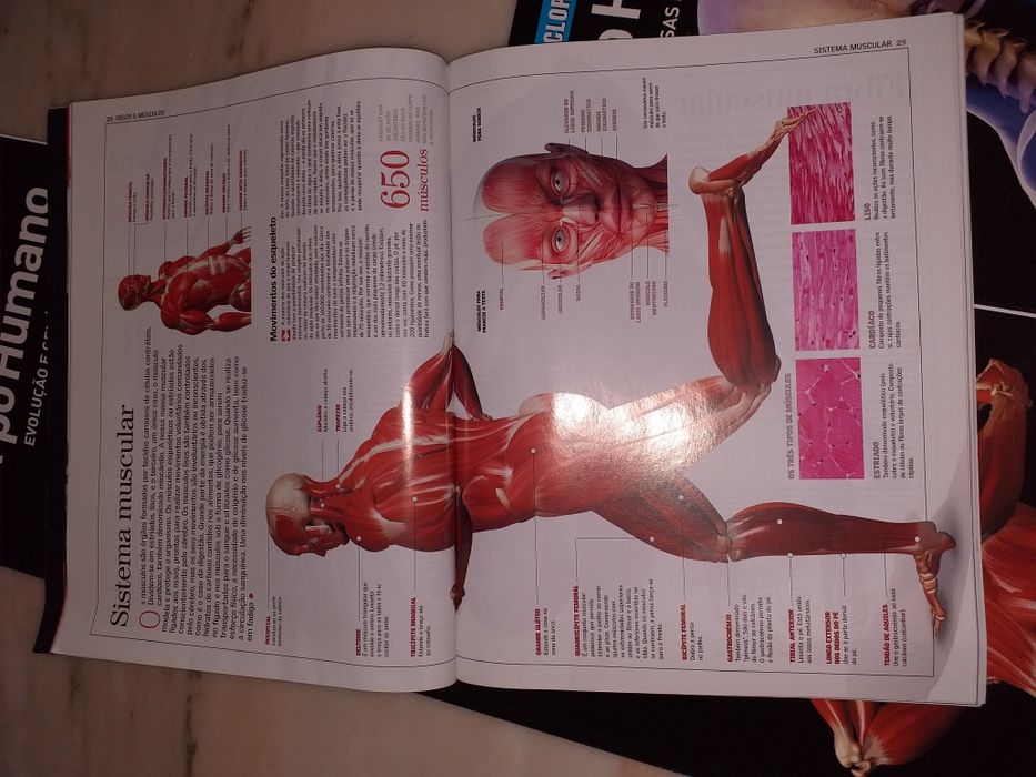 Livros sobre o Corpo Humano