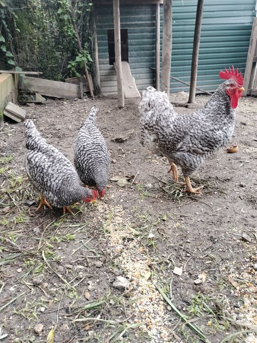 Galos pedrês portuguesesa