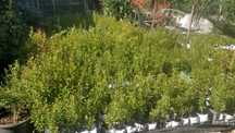 eugenia myrtifolia newport para sebe