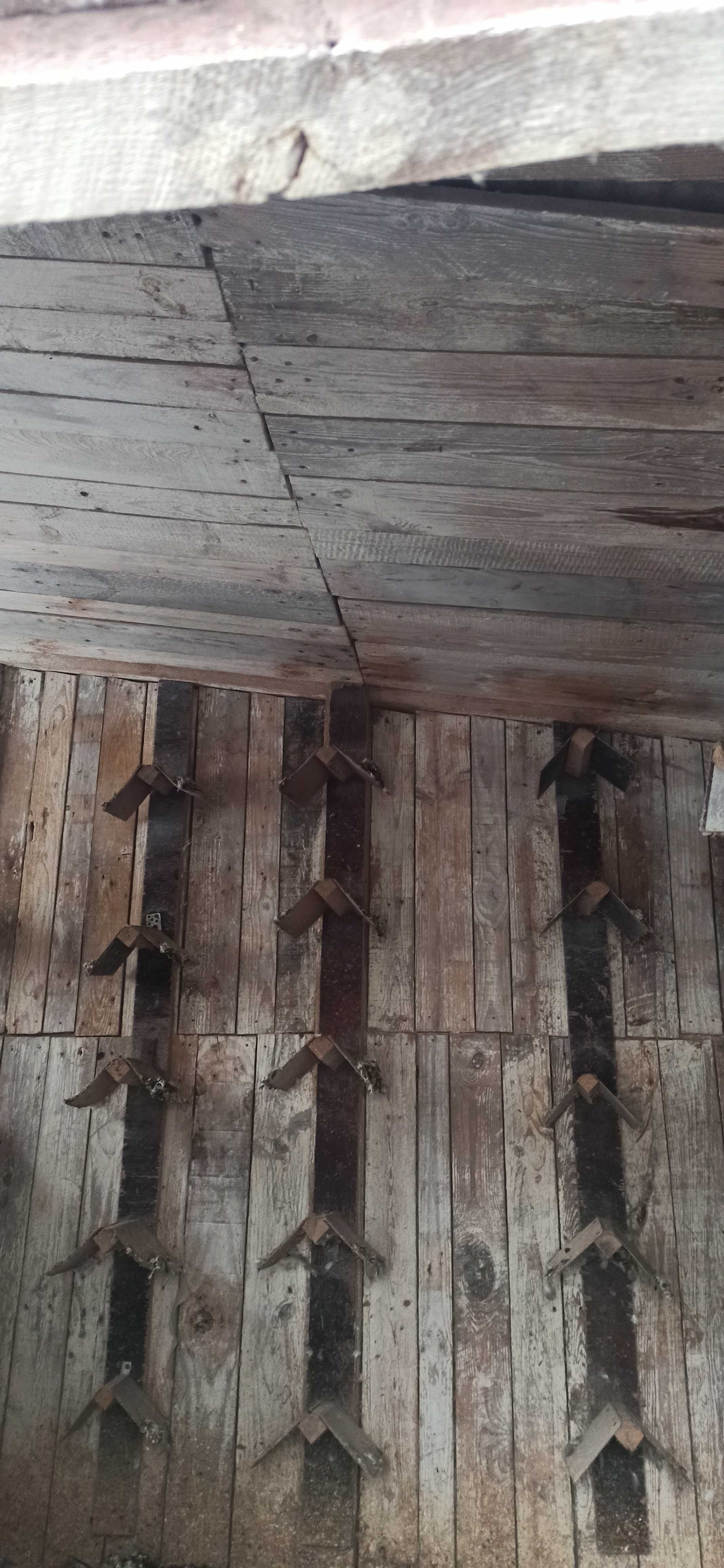 Golebnik wolnostojacy