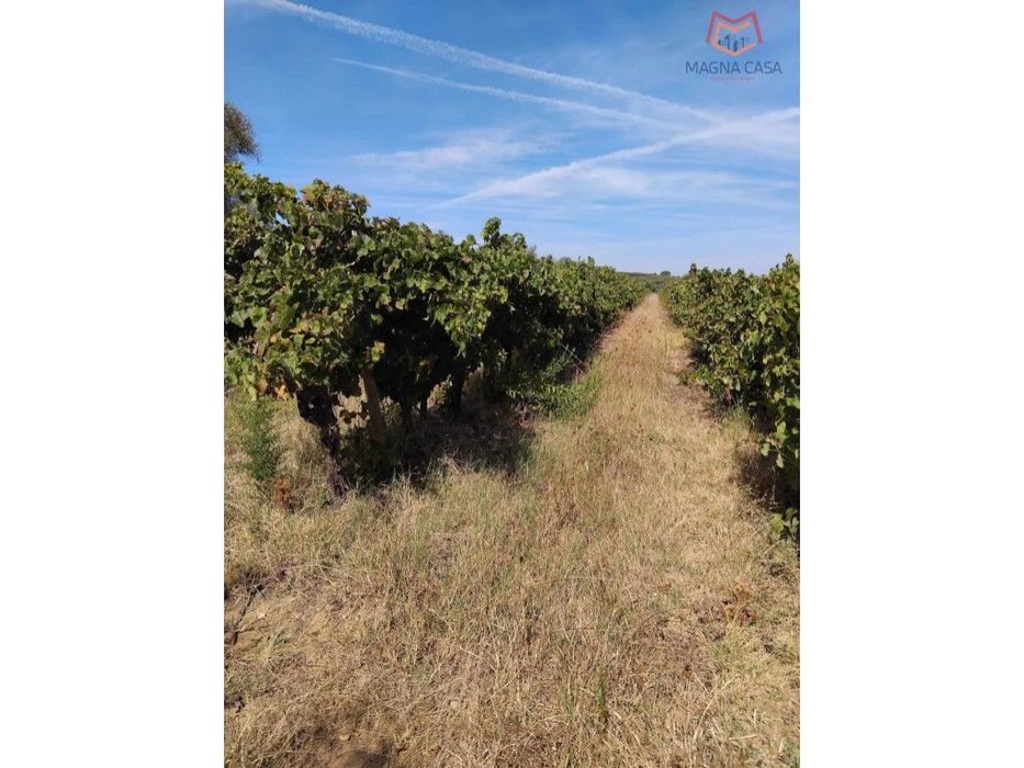 Terreno com Vinha, Borba, Èvora