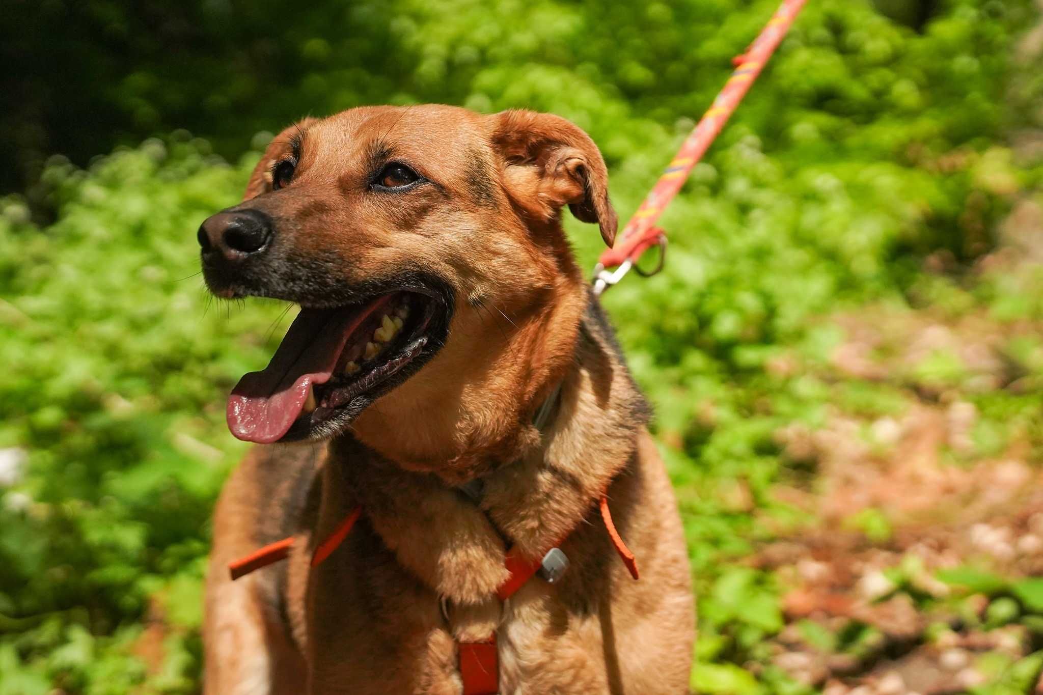 Gimer szuka doświadczonego domu! OTOZ Animals Schronisko Ciapkowo