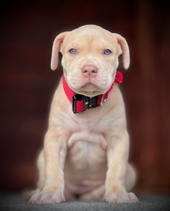 American Bully XL suczka
