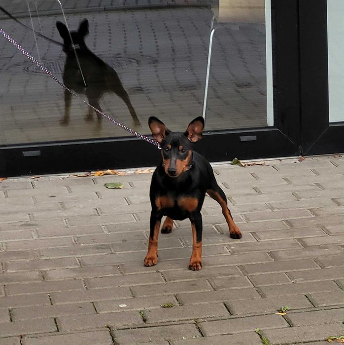 Pinczer miniaturowy Baltic Residence FCI, ZKwP, suczka