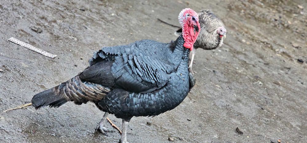 Indyki i indyczki tegoroczne.