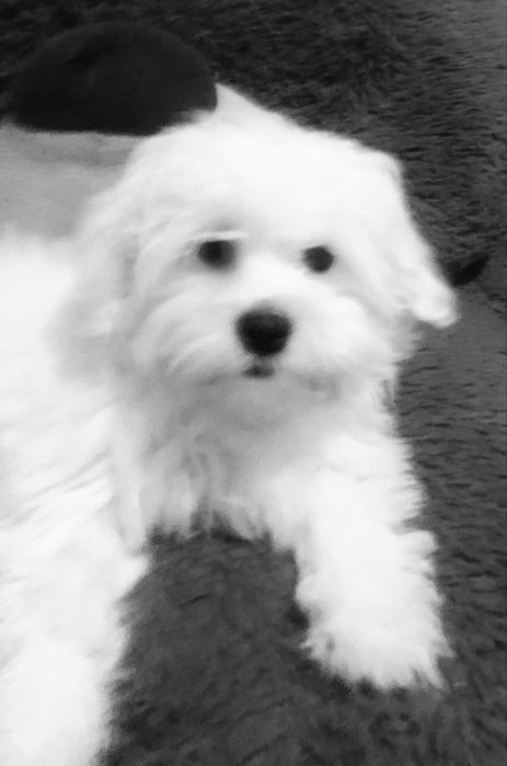 Мальтийская болонка